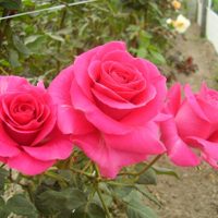 Si te regalan un ramo de rosas, mirá este increíble truco para preservarlo y disfrutar de su belleza por más tiempo