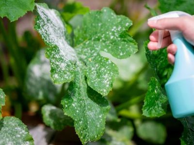 Terminá para siempre con las plagas en tus plantas con este preparado casero de 4 ingredientes que funciona de 10