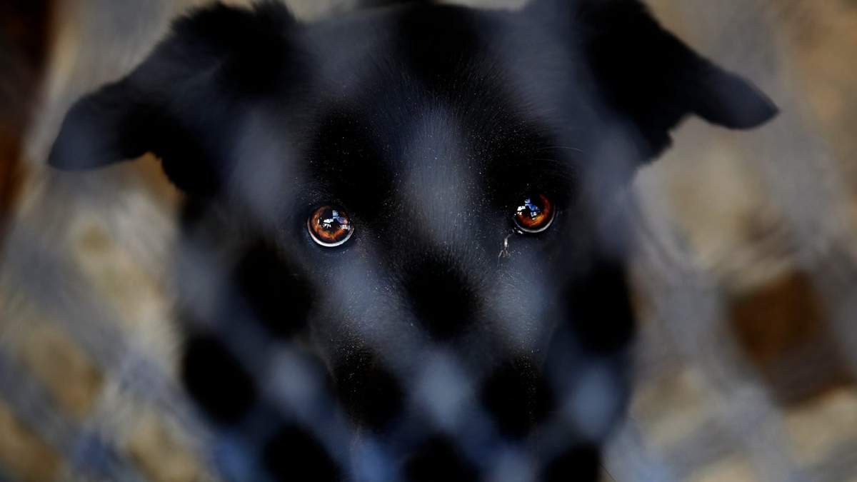El Registro Provincial de Guardadores de Animales pretende alojar a animales que sufrieron maltrato. Fuente: (Twitter)