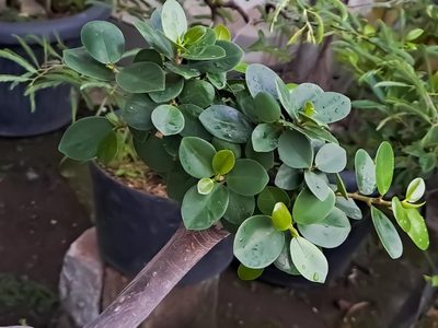 Si tu planta de Ficus perdió sus hojas, no desesperes: mirá cómo recuperarlo en dos simples pasos y sin gastar nada