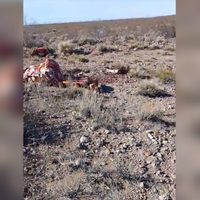 Criancero de Picín Leufú halló a sus caballos faenados por cuatreros