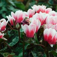 Las plantas con hermosas flores que aman el frío del otoño invierno y que deberías plantar en tu jardín