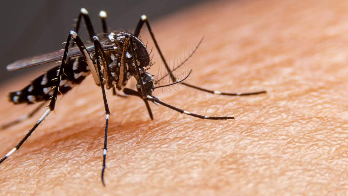 Los casos de dengue suelen propagarse durante el verano. Fuente: (Twitter)