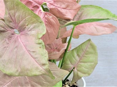 La planta color rosa difícil de matar y que es perfecta para llevar a otro nivel la deco de tu living