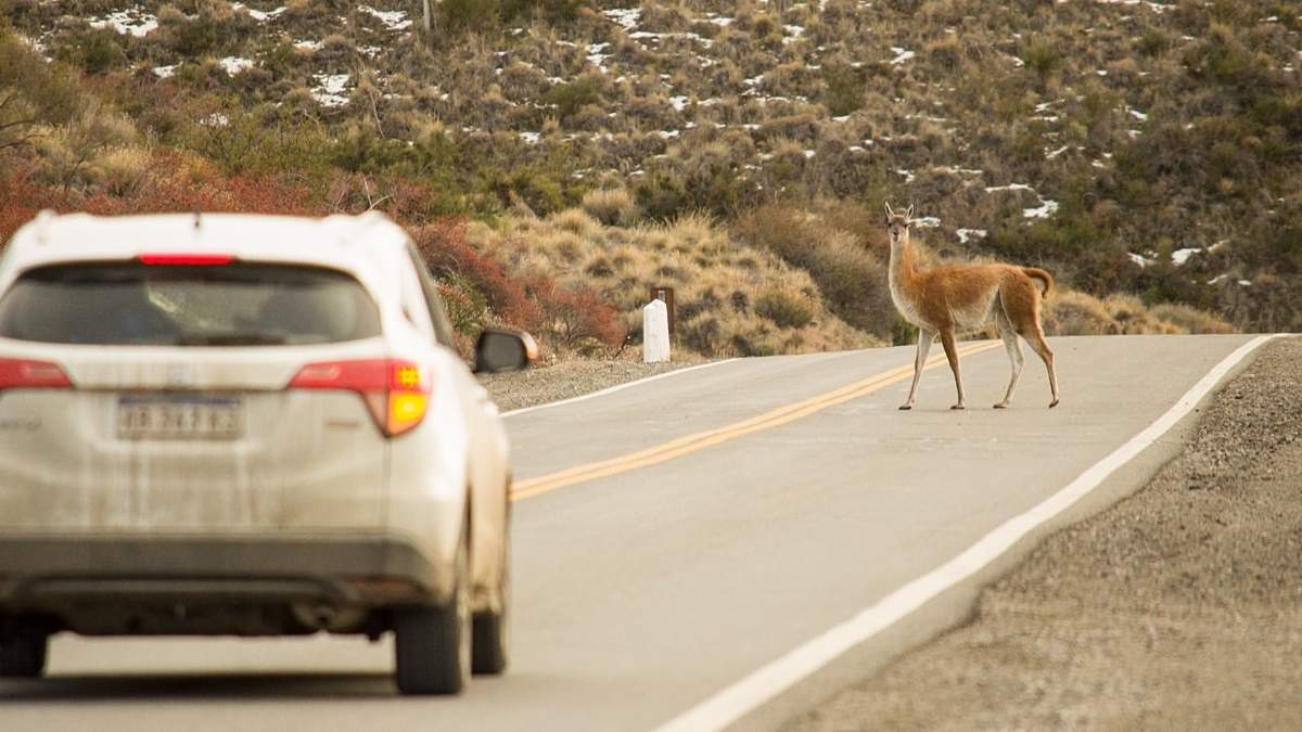 Un guanaco en la RN 237. Fuente: (Twitter)
