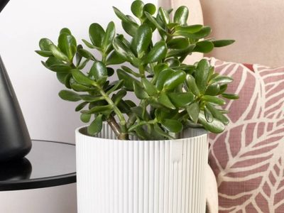Árbol de jade: cómo cuidar de esta suculenta para atraer el amor a tu hogar