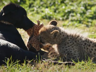 Rozi y Ziggy, la tierna amistad entre un cachorro mestizo y la cría de un guepardo