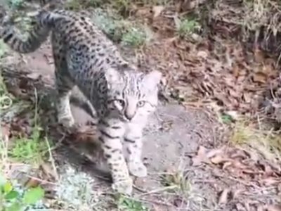 Detectaron la presencia de un gato montés en la Laguna Rosales
