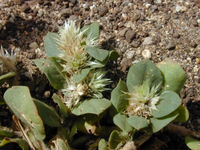 La planta que crece entre las piedras, muchos la arrancan de su jardín, pero es oro puro: por qué