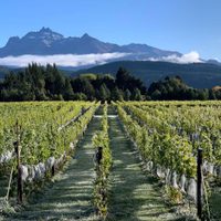 Llega Expo Vinos de la Patagonia con los mejores exponentes