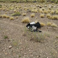 Parque Nacional Laguna Blanca: rescataron a una hembra adulta de Cóndor que estaba herida