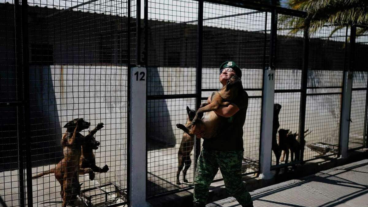 Un soldado veterinario lleva un cachorro de pastor belga malinois de vuelta a su chenil tras una sesión de entrenamiento para convertirse en perro del ejército, en el Centro de Producción Canina del Ejército y Fuerza Aérea Mexicanos en San Miguel de los Jagüeyez, México, el martes 26 de septiembre de 2023. Los cachorros se convertirán algún día en perros de rescate o detectarán drogas y explosivos, tras recibir formación básica en el centro