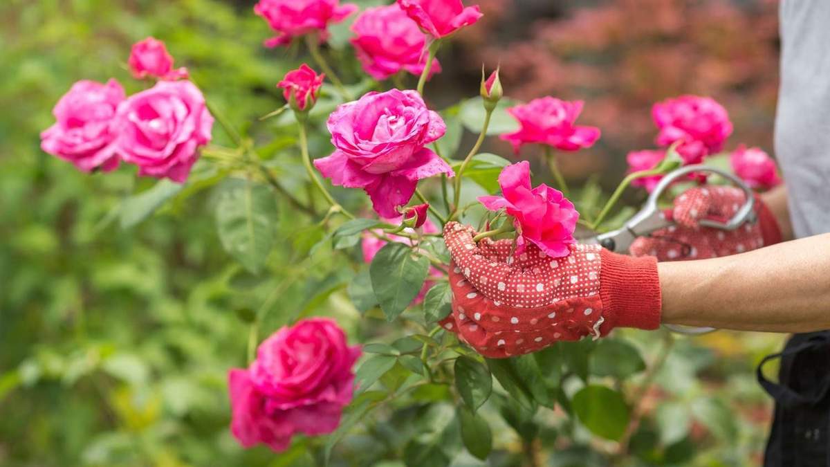 Plantas. Fuente: (Takamitsu GALALA Kato / Getty Images)