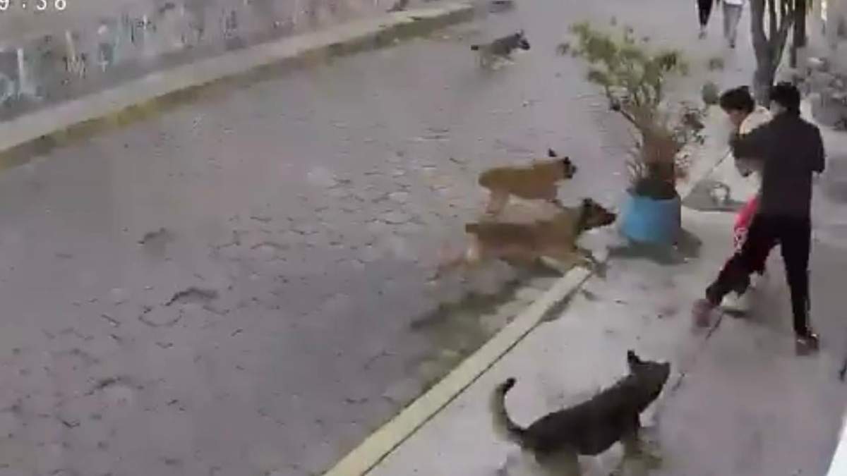 Momento del ataque de perros