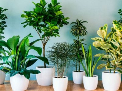 Conocé los secretos de los viveristas para secar el sustrato de tu planta si lleva muchos días húmedo