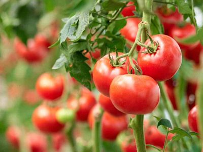 El secreto de los viveristas para acabar de una vez por todas con esta poderosa plaga en tu planta de Tomates