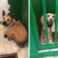 Rescatan a 13 perros pitbull tras denuncia por maltrato animal en Magdalena Contreras
