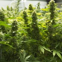 Chubut en alerta por el gran consumo de droga en adolescentes de secundaria