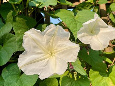 La vas a querer en tu jardín: la planta trepadora cuya flor se abre de noche y que tiene un perfume exquisito