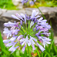 Si querés que tus Agapanthus exploten de flores en diciembre, tenés que seguir estos simples trucos