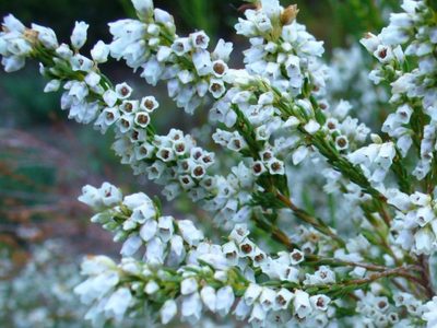Con nombre de mujer: la hermosa planta que se usa en paisajismo y que todos quieren en su jardín