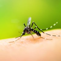 Despedite de los mosquitos gracias a estas 5 plantas