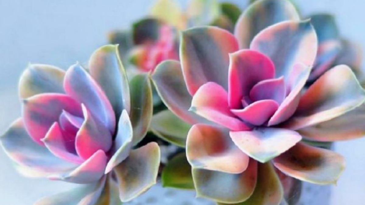 Suculenta Kalanchoe Arcoiris. Fuente: (Especial)