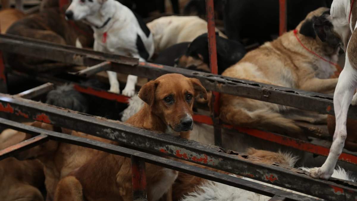 Perros que se encontraban en el Refugio Franciscano