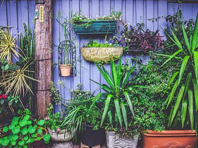 Con los ingredientes que tenés en tu alacena, seguí estos 4 consejos para que tus plantas estén rozagantes como las del vivero