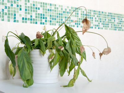 Si tus plantas están secas o al borde de morir, este es el secreto de los viveros para revivirlas