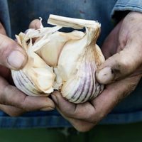 No tires las cascaras de ajo y usalas para activar el dinero y la abundancia: mirá qué día tenés que hacer este ritual
