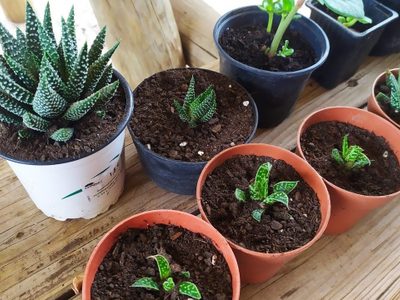 El secreto viverista para transplantar los hijuelos de tus suculentas y que crezcan sanos y hermosos
