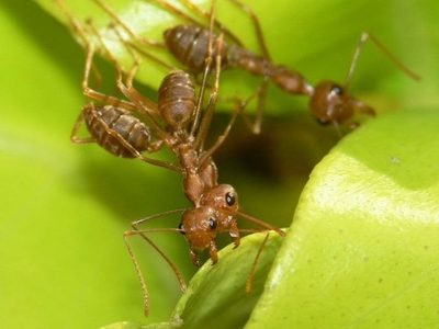 Cambio climático y uso intensivo de agricultura están acabando con los insectos