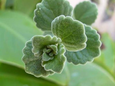 Suculenta vaporub: la planta que ayuda a limpiar las vías respiratorias