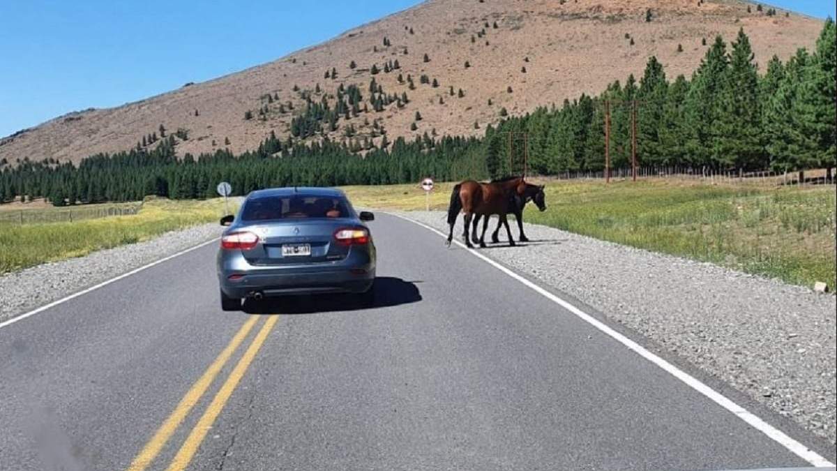 La iniciativa busca actualizar los protocolos de actuación ante la presencia de animales en las rutas. Fuente: (Agencia Nova)