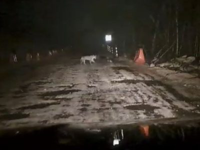 Captan a jaguar deambulando entre las obras del Tren Maya en Quintana Roo (Video)