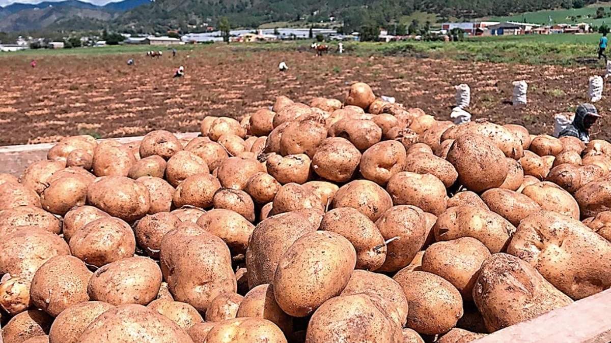 Producción de papa