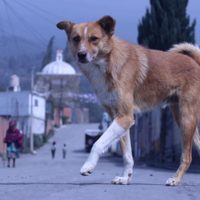 Tribunal federal ordena reconocer como víctima indirecta a quienes denuncien maltrato animal