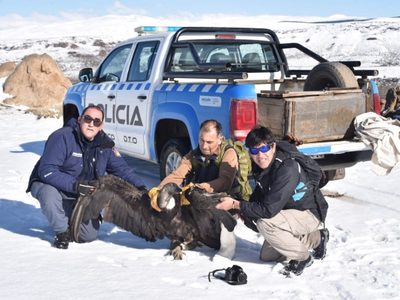 Heróico rescate de un cóndor hembra con un ala herida en Los Bolillos