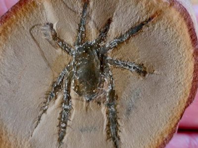 Descubren arácnido que vivió hace 308 millones de años