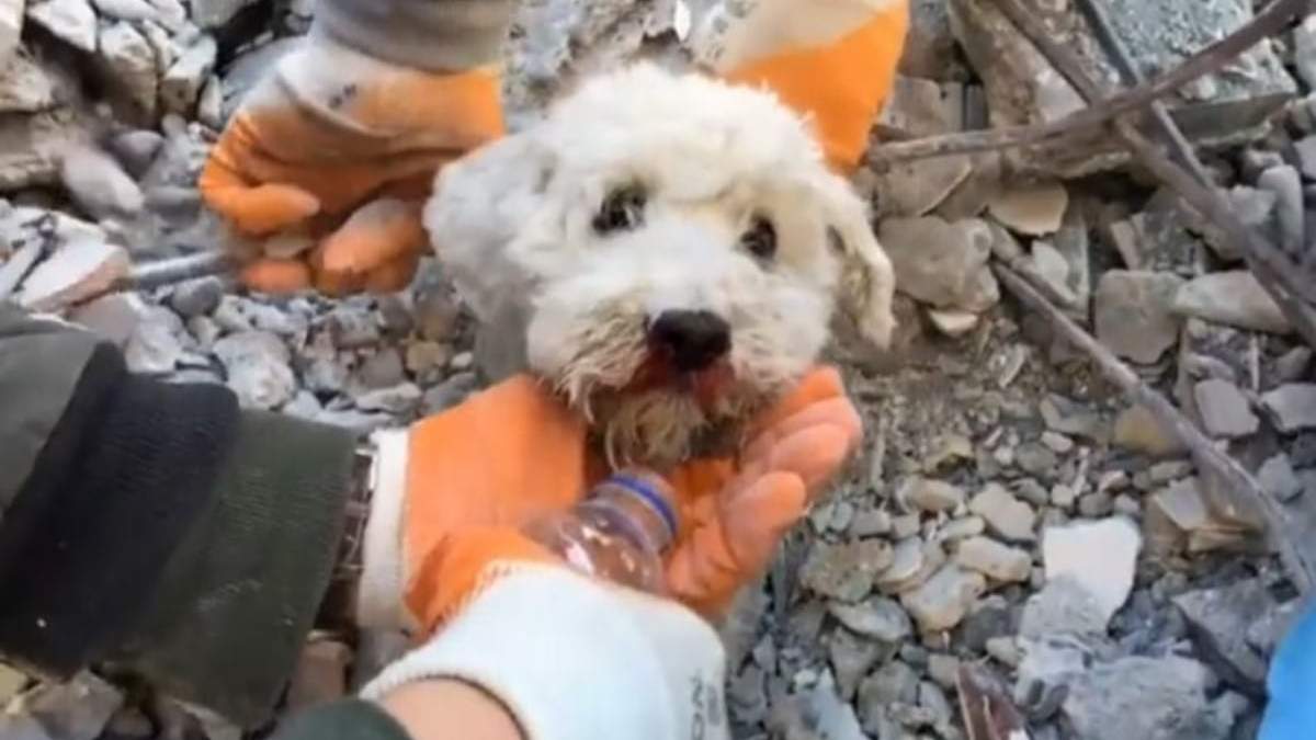Uno de los perros rescatados