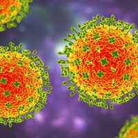 Henipavirus: se detectaron 35 casos de esta nueva enfermedad en China