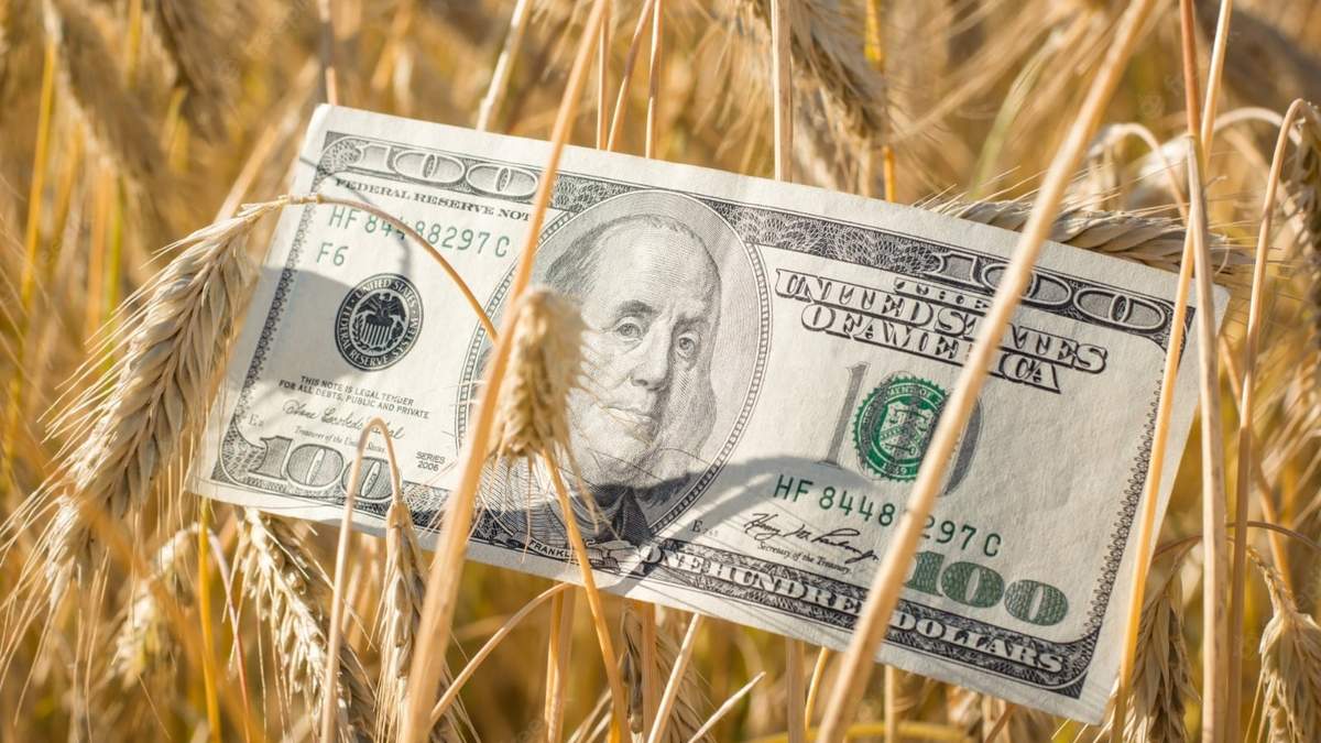 Billete de 100 dólares en un campo de centeno. Fuente: (Instagram)