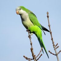 Curiosidades de la cotorra, el pájaro parlanchín que es considerado plaga en España