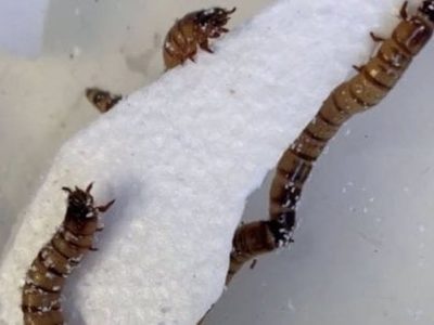 Un supergusano que come plástico, clave para el reciclaje de residuos