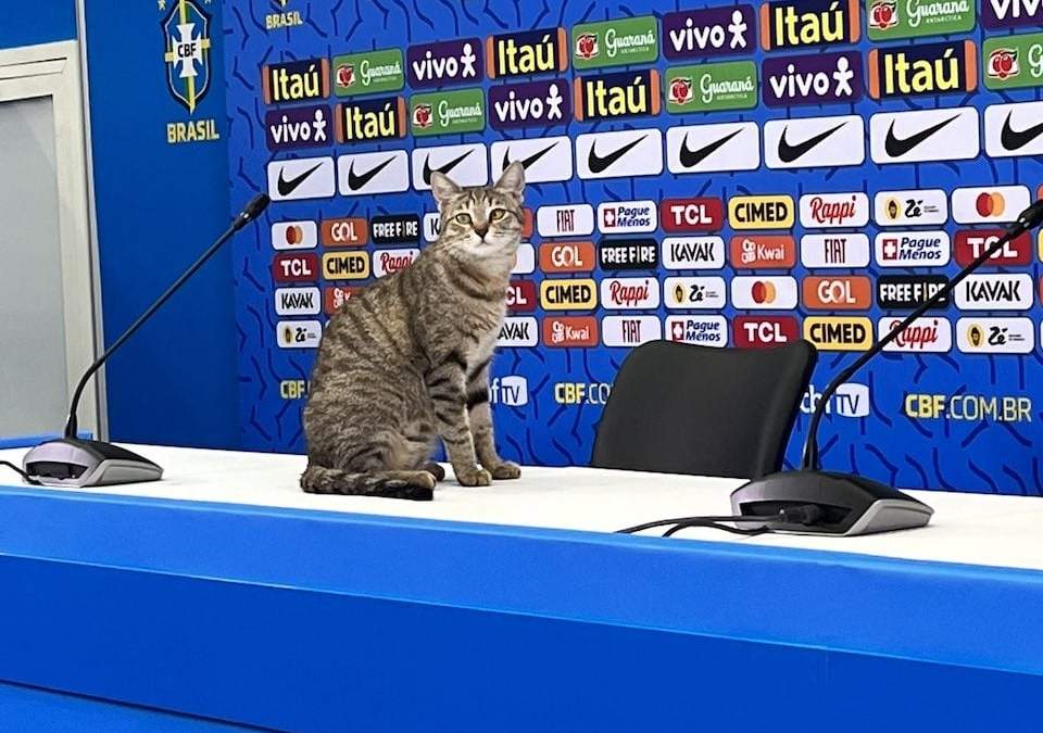 El felino que se coló a la conferencia de prensa