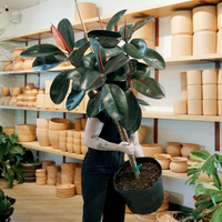 Si tu Ficus elástica luce marchita, probá con este truco de los viveristas fácil y natural que nunca falla