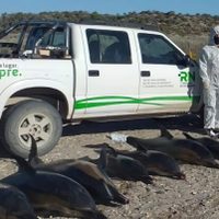 Un hallazgo en San Antonio Este despertó la inquietud de la comunidad científica