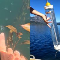 Laguna Bullines: confirman la presencia de una especie de medusa invasora a nivel global