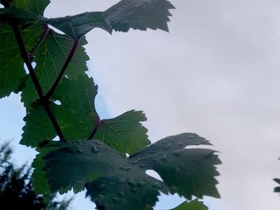 ¿Seguirán las lluvias en Mendoza? Esto dice el pronóstico